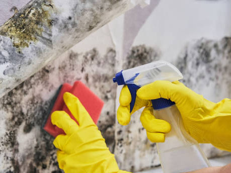 Mold Abatement